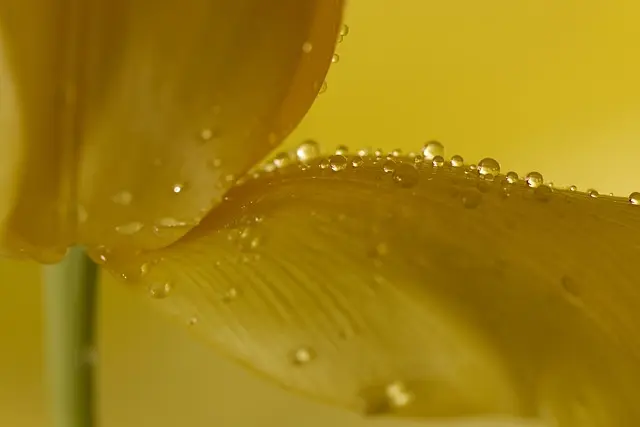 Comment intégrer le Ginseng dans votre routine de soins coréens
