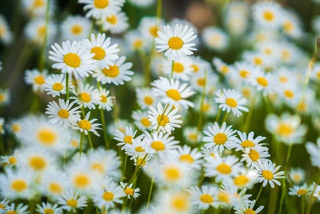 Comment choisir le meilleur sérum coréen pour votre type de peau