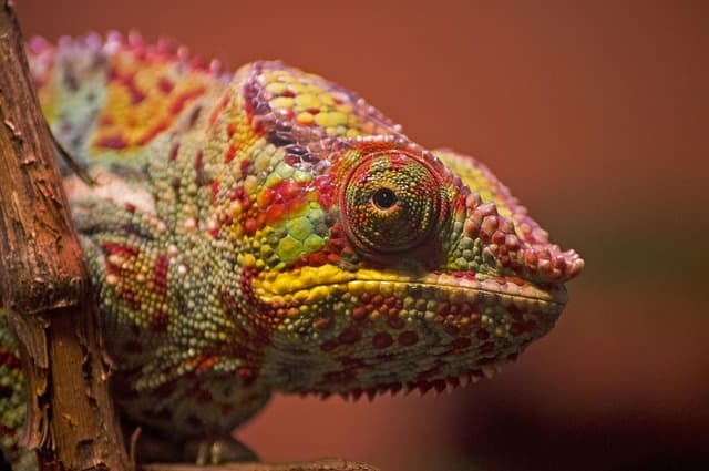 Les Secrets des Ingrédients Naturels dans les Soins Coréens