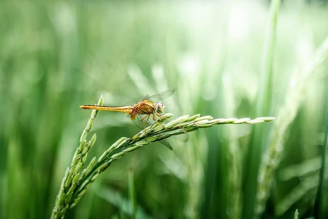 Les Bienfaits De L'Eau De Riz Dans Les Soins Coréens